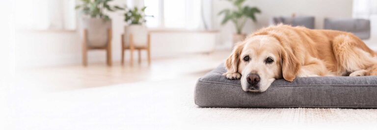 Guía de las Mejores Camas Ortopédicas para Perros Senior en 2026