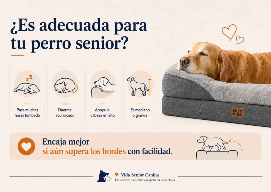 Guía para saber si la cama con bordes EHEYCIGA es adecuada para la postura y movilidad de tu perro senior.