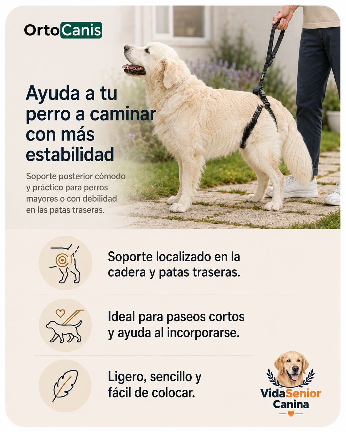 Perro mayor con arnés Ortocanis de soporte para las patas traseras