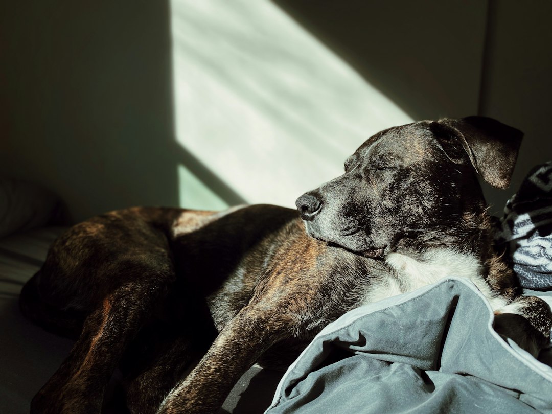 Perro grande descansando en una cama antes de recibir ayuda para incorporarse