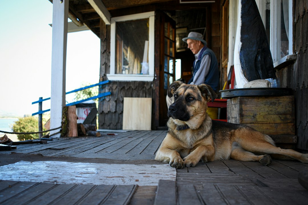 Perro grande descansando junto a su cuidador antes de un traslado asistido