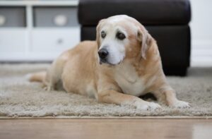 Perro senior grande en casa con movilidad reducida antes de recibir ayuda para levantarse